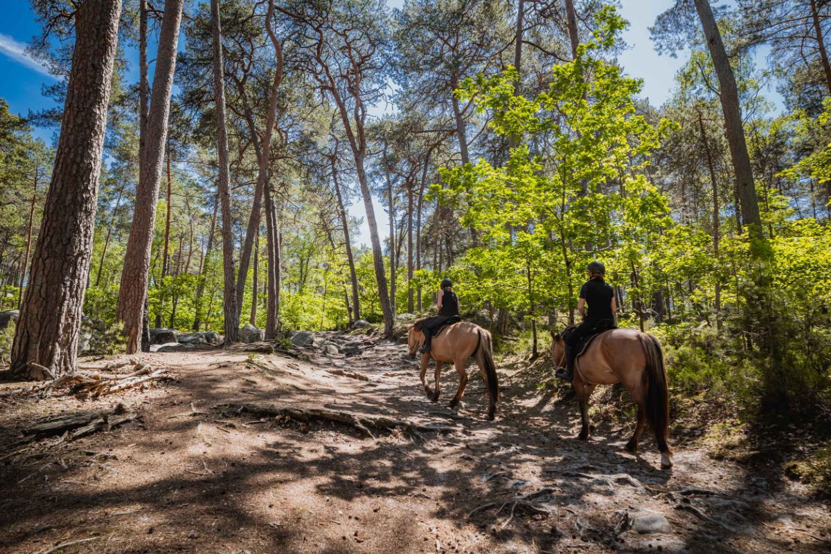 Balade à cheval en forêt de Fontainebleau
