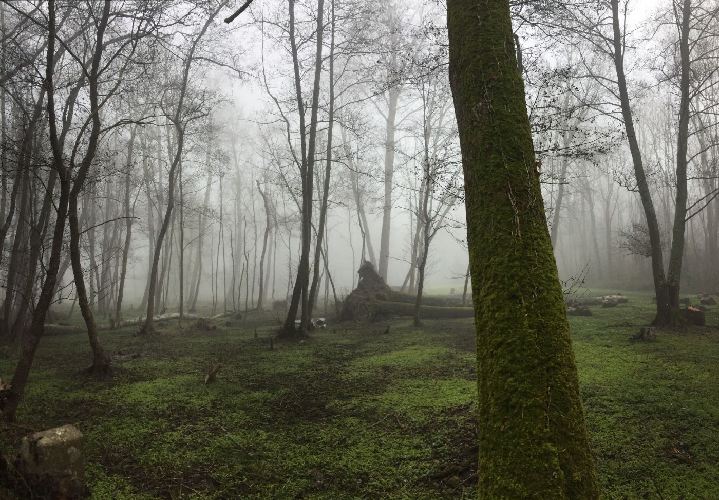 Le bois dans la brume