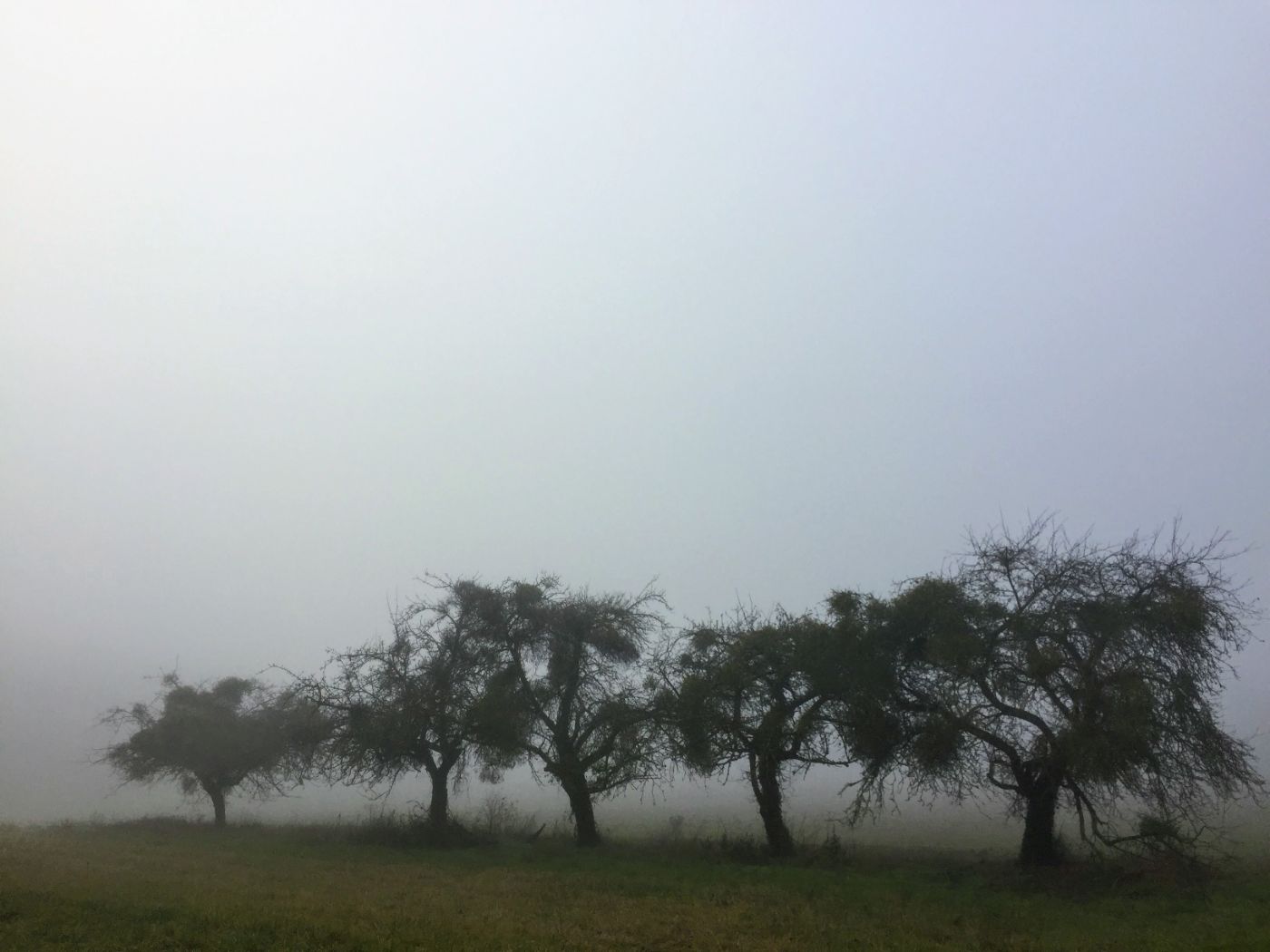 Les vieux pommiers dans le brouillard