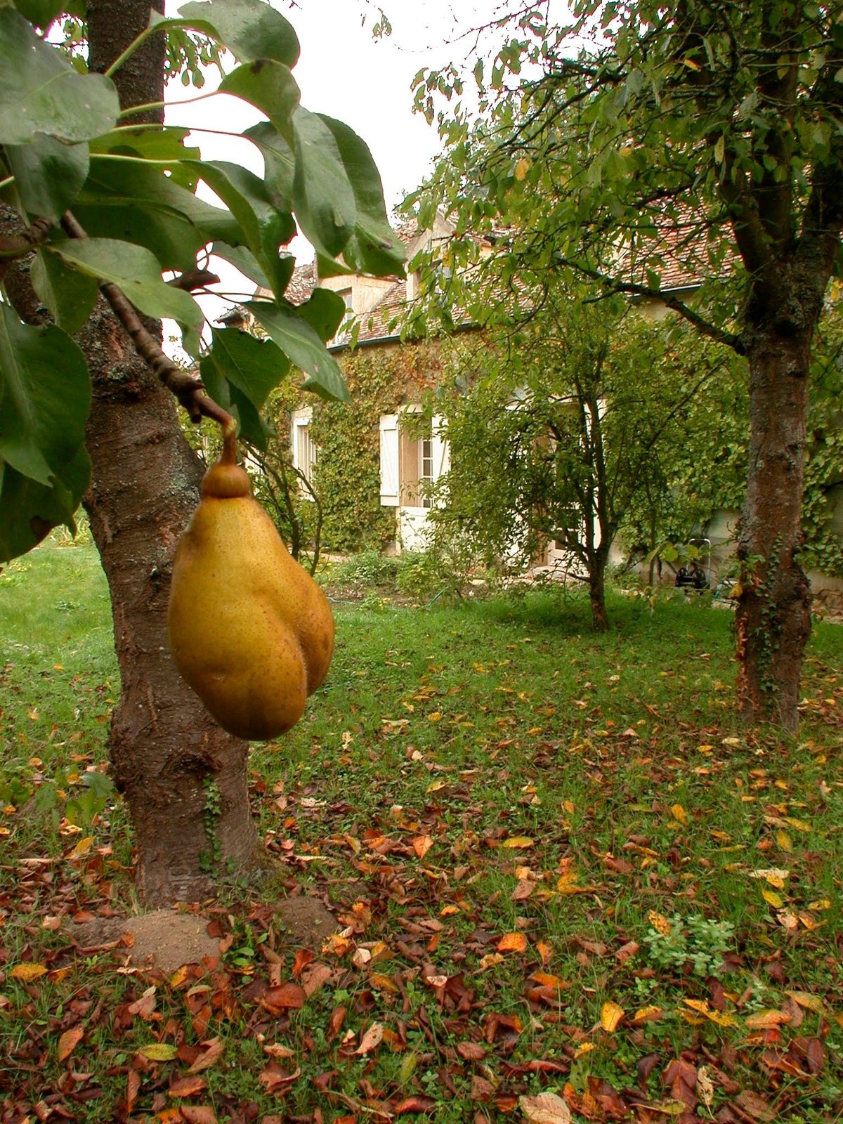 Une poire dans le verger, la maison au fond