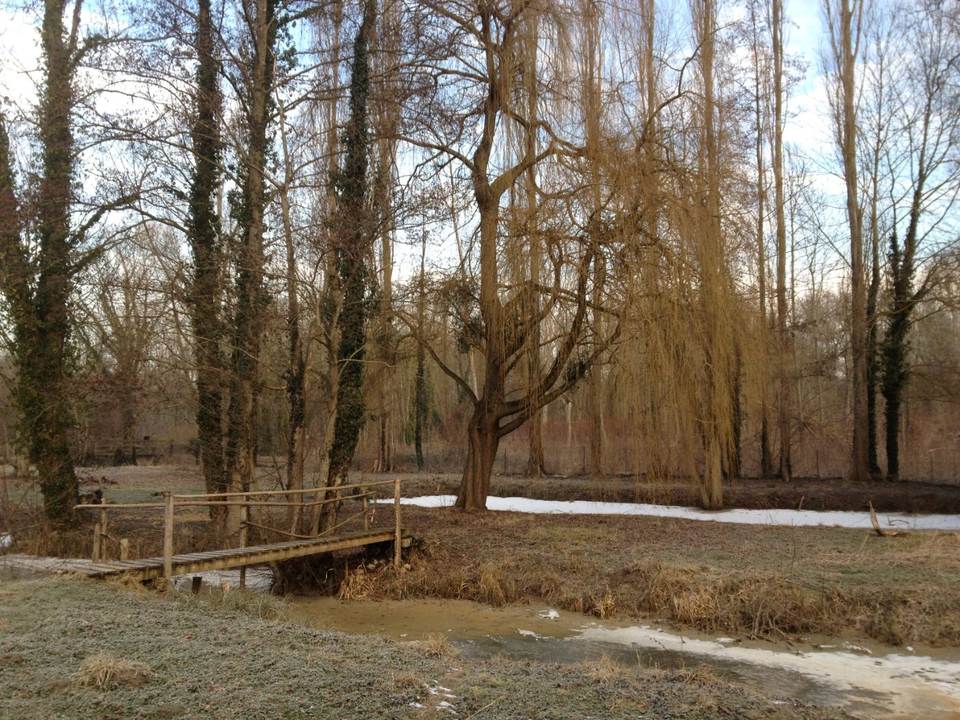 Le saule pleureur et la passerelle en hiver