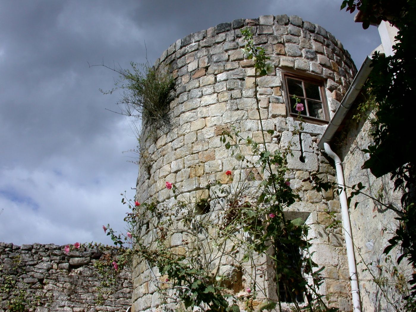 La tour et ses roses trémières